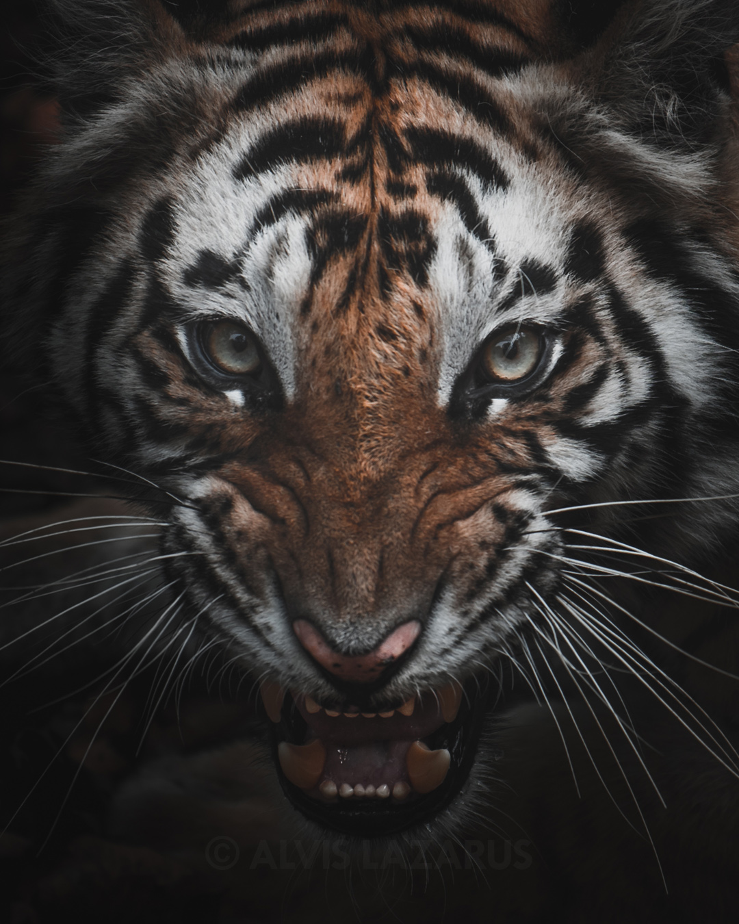 Angry Sundari