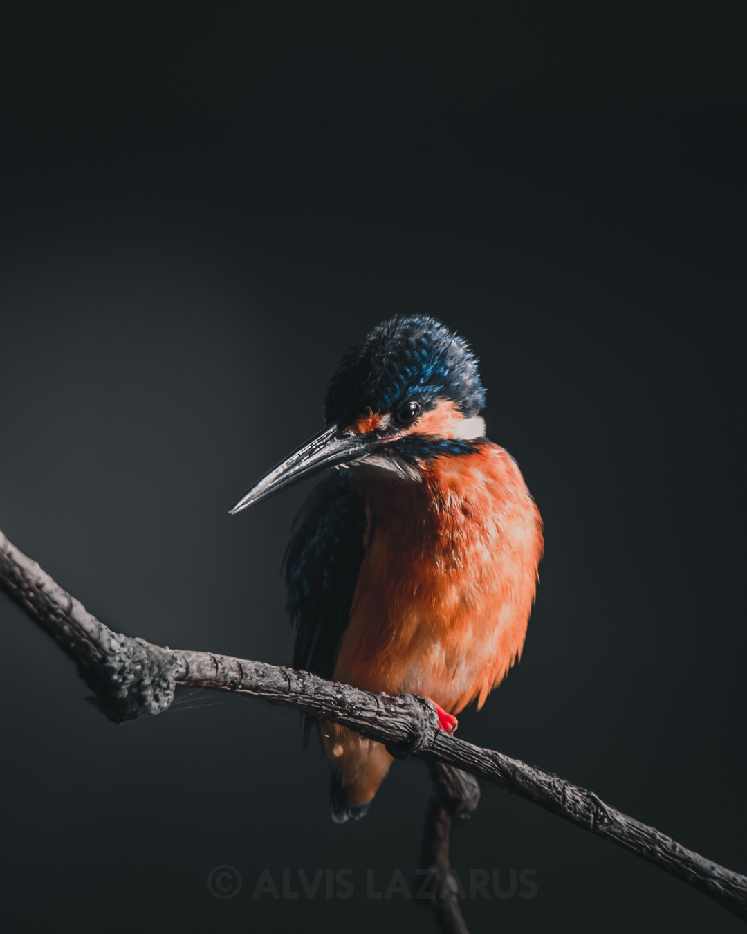 An illuminated Kingfisher!