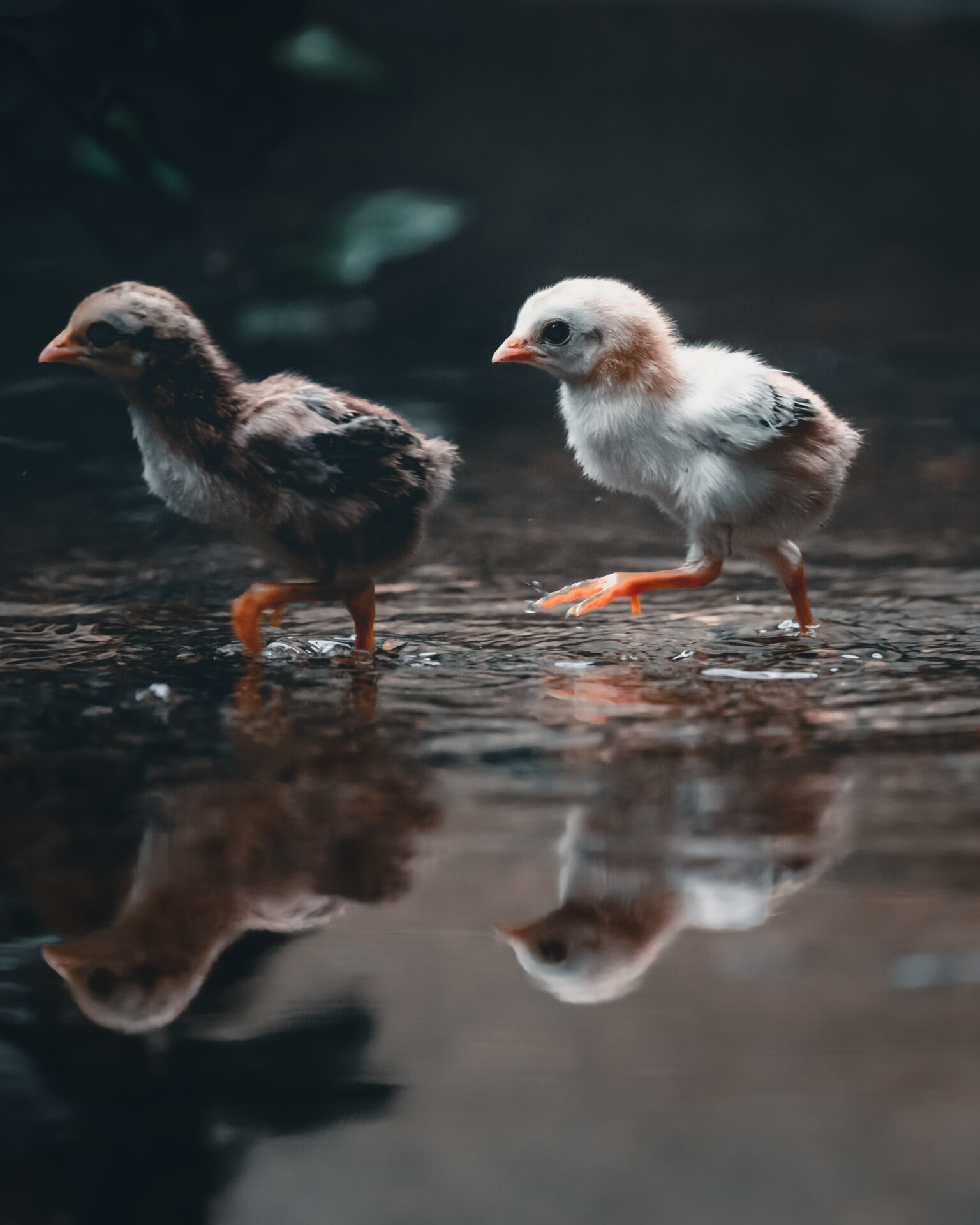 Enjoying the First Rains